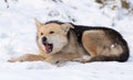 A dog eats meat in the snow Royalty Free Stock Photo