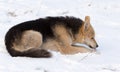 A dog eats meat in the snow Royalty Free Stock Photo