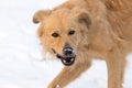 A dog eats meat in the snow Royalty Free Stock Photo