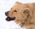 A dog eats meat in the snow Royalty Free Stock Photo