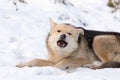 A dog eats meat in the snow Royalty Free Stock Photo