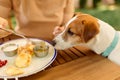 The woman feeds the dog food from the plate outdoors at the table. The dog begs for food