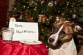 Dog Eats Santas Cookies. Royalty Free Stock Photo