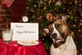 Dog Eats Santas Cookies. Royalty Free Stock Photo