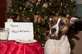 Dog Eats Santas Cookies. Royalty Free Stock Photo