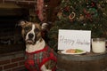 Dog Eats Santas Cookies Royalty Free Stock Photo