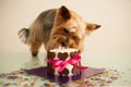 Dog in eats a small birthday cake Royalty Free Stock Photo