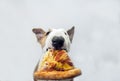 The dog eats a tasty juicy pizza and frowns enough. Royalty Free Stock Photo