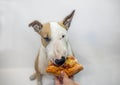 The dog eats a tasty juicy pizza and frowns enough. Royalty Free Stock Photo