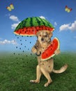 Dog eats watermelon under umbrella