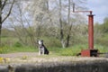 Dog at Ecluse 18 Meulot, Meulot, Alluy, Nievre, Burgundy