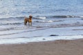 the dog is at the edge of the beach to be frisbee Royalty Free Stock Photo