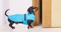 Dog in elegant raincoat briskly and impatiently runs out the door for walk