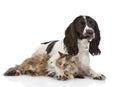 Dog embraces a cat. looking at camera. i Royalty Free Stock Photo