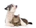 Dog embracing cat and looking away. isolated on white background Royalty Free Stock Photo