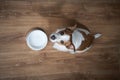 dog with an empty bowl. Feeding your pet. Jack russell terrier inside
