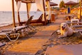 Dog is on empty public sandy beach at morning light Royalty Free Stock Photo