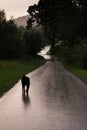 Dog on empty road