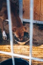 A dog in an enclosure eats dog food. Helping animals by volunteers. Volunteers help Ukrainian pets.