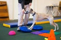 Dog is engaged fitness on massage and physiotherapy carpet. Training device for rehabilitation exercising