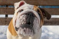 Dog. English bulldog. Cute purebred dog. Pets Royalty Free Stock Photo