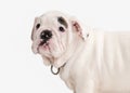 Dog. English bulldog puppy on white background