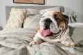 Dog. An English bulldog. Smiling cute purebred dog on the bed. Pets Royalty Free Stock Photo