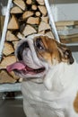 Dog. An English bulldog. Smiling cute purebred dog. Pets Royalty Free Stock Photo