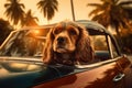 A dog English cocker spaniel in a car on a trip, animals on vacation, a dog against the background of palm trees and a summer