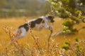 Dog english pointer Royalty Free Stock Photo