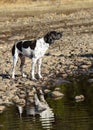 Dog english pointer Royalty Free Stock Photo