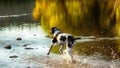 Dog english pointer Royalty Free Stock Photo