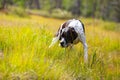 Dog english pointer Royalty Free Stock Photo