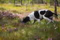 Dog english pointer Royalty Free Stock Photo