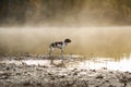 Dog english pointer Royalty Free Stock Photo