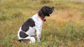 Dog english pointer Royalty Free Stock Photo