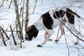 Dog english pointer Royalty Free Stock Photo