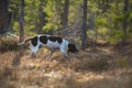 Dog english pointer Royalty Free Stock Photo