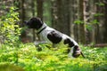 Dog english pointer