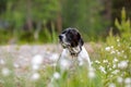 Dog english pointer portrait