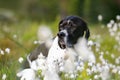 Dog english pointer portrait