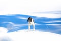 Dog english pointer Royalty Free Stock Photo