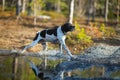 Dog english pointer Royalty Free Stock Photo