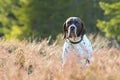 Dog english pointer Royalty Free Stock Photo