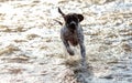 Dog english pointer Royalty Free Stock Photo