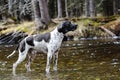 Dog english pointer Royalty Free Stock Photo