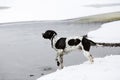 Dog english pointer Royalty Free Stock Photo