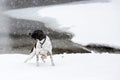 Dog english pointer Royalty Free Stock Photo