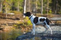 Dog english pointer Royalty Free Stock Photo