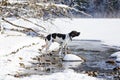 Dog english pointer